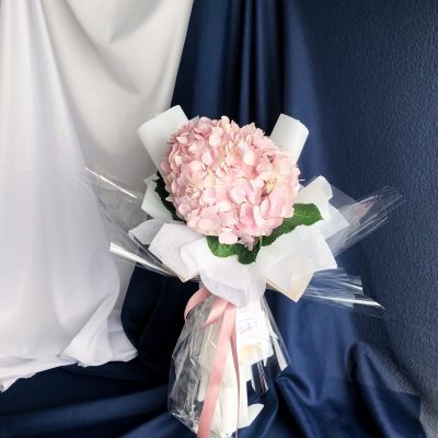 Hydrangea